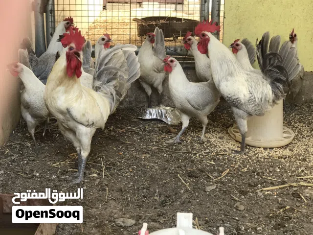 دجاج فيومي الالمنيوم اقرا الوصف