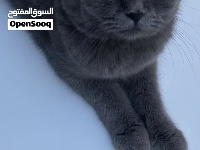 قطة سكوتش فولد للبيع