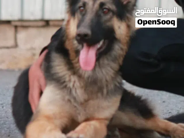 مطلوب كلب جيرمن للبيع محافظة إب