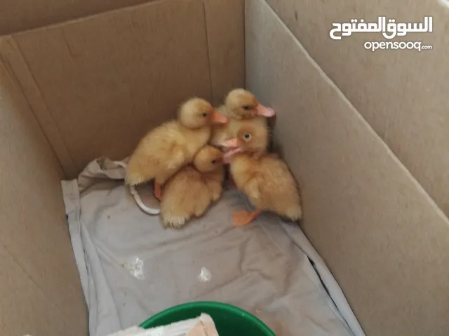بط بلدي للبيع العمر اسبوع السعر للكل 10 نهائي