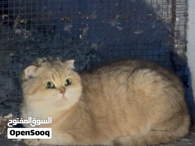 حط لي سعرك ادا عجبني الله يبارك لك