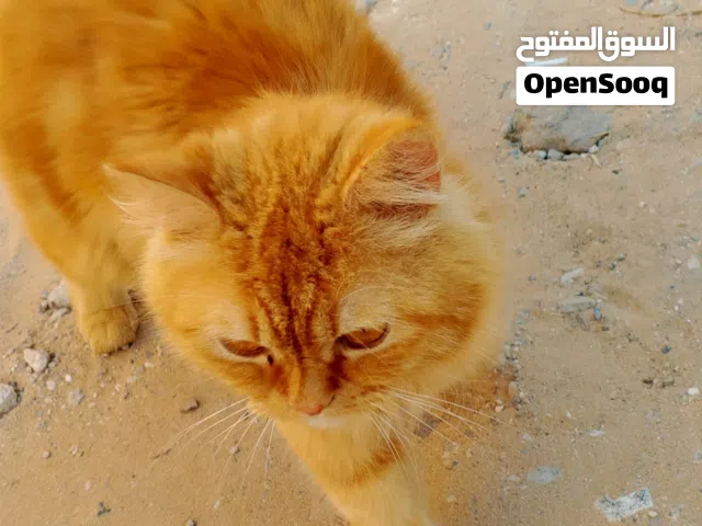 قط ذكر شيرازي