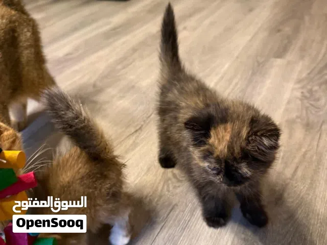 قطط للبيع أنثى وذكر