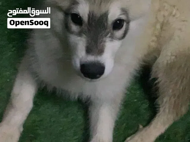 كلبه فصيله هاسكي