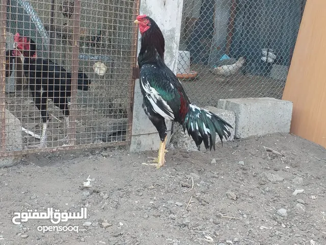 طير للبيع او بدل