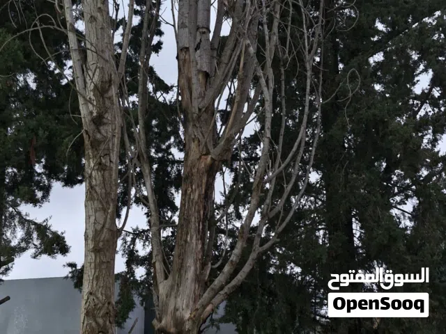 للبيع 3 أشجار صفصاف مع شجرة زينة كلهم ناشفات ومناسبات جدًا للشواء او المواقد الدفئ ، وبسعر مناسب.