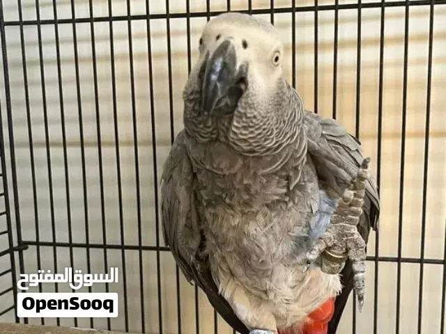 كاسكو افريقي متكلم اليف جدآ