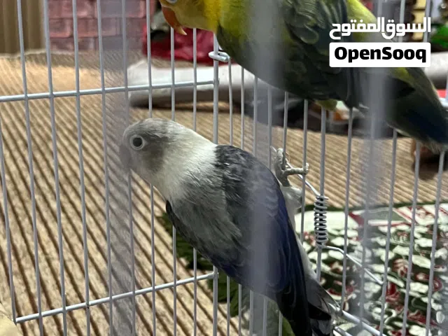 فيشر ايوينج