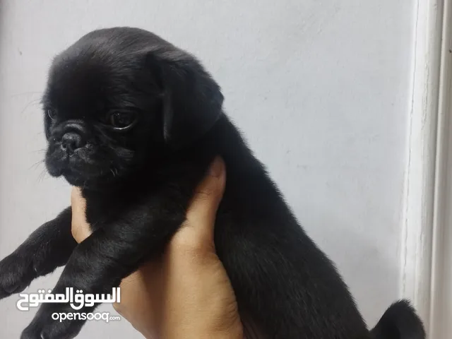 كلب بج للبيع dog pug sale