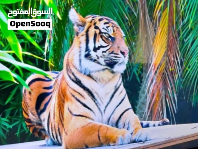 شاشه ماجيك فل سمارت مع كامل اغراضها للبيع الله يبارك لصاحب النصيب