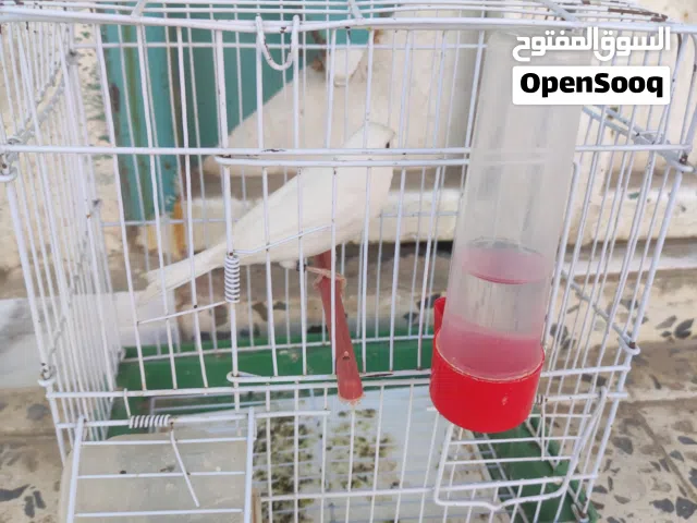 دكر كناري اوربي ساوم  طالع من غيار ريش كيف بادي