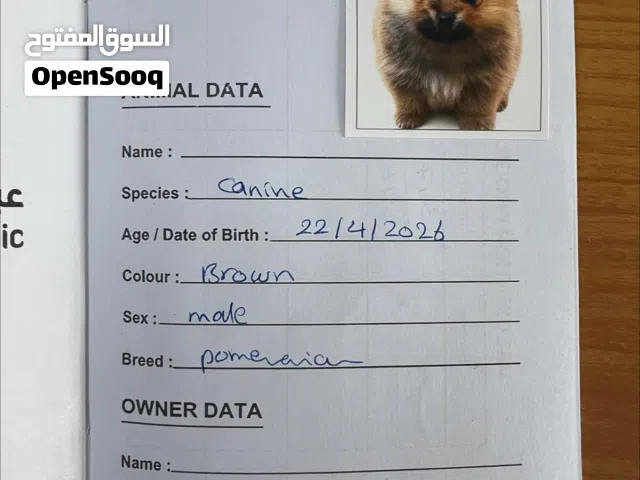 أنثى بوميرانيان بعمر شهرين وجه الدب