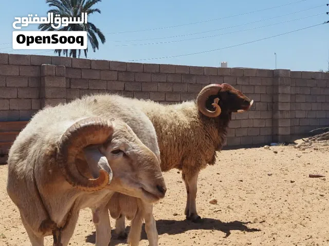 جمل بي سعر حرق