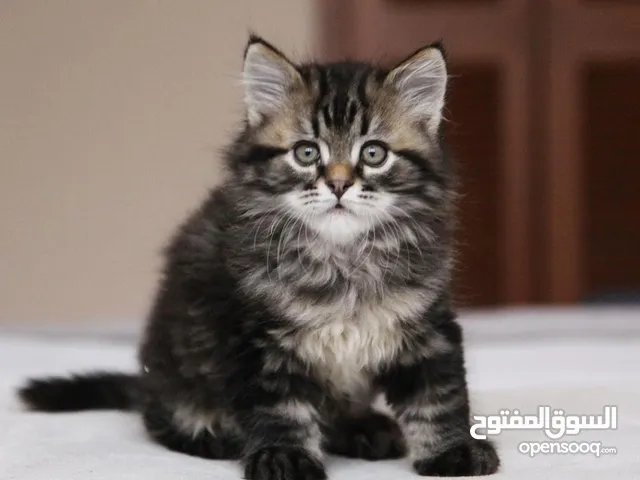 Siberian kittens for free adoption