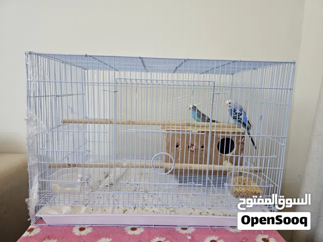 زوج من الطيور الكنارى مع القفص و العش