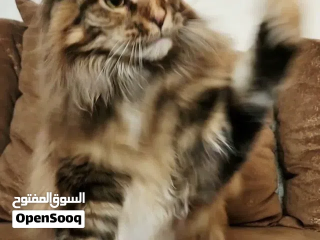 XL Maine Coon champion lines