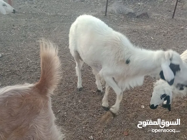 كبش للبيع العمر سنتين عماني اصل الفيديو عالخاص