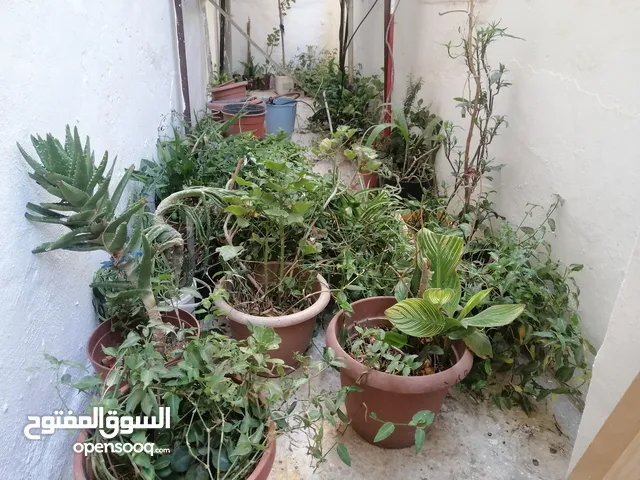 زريعه مشكله تقريبن 45 كوار