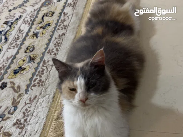 قطه تبحث عن ذكر للتزاوج