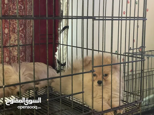 Mini Pomeranians male and female 5 months with vaccine and passport