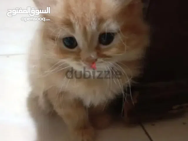 قطط شرازي 45 يوم