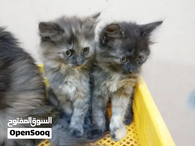 شيرازيه للبيع