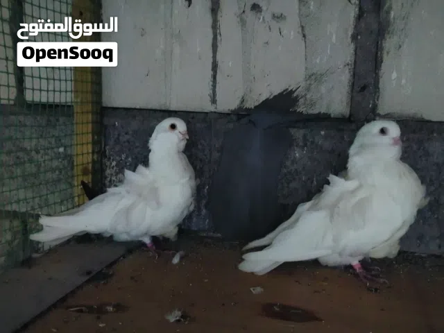 زوج كشكيات طيره وفحل