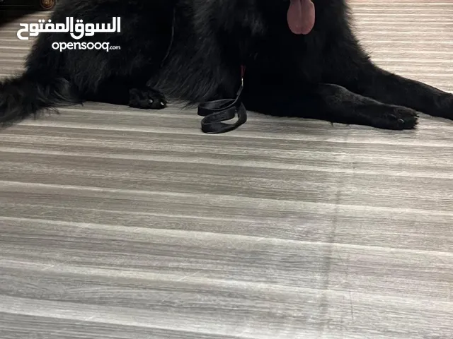 جيرمن شيبرد