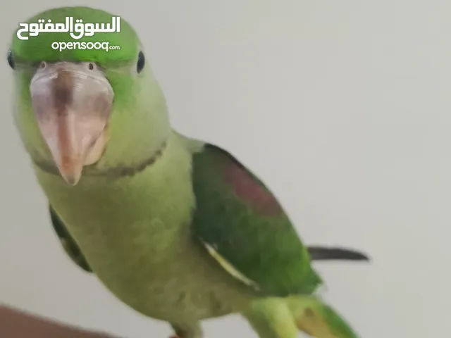 نيبالي اليف جدا للبيع