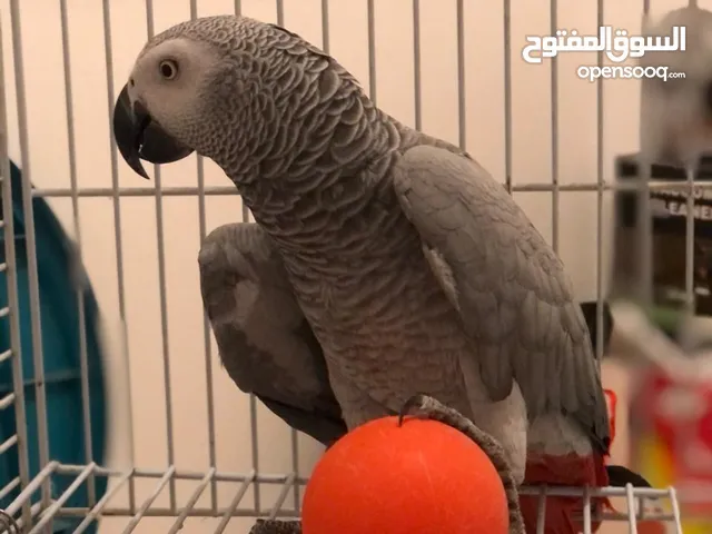 بغبغاء كاسكو متكم واليف للبيع