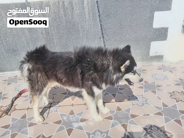 هاسكي مالموت للبيع بسبب عدم تفرغ او بدل