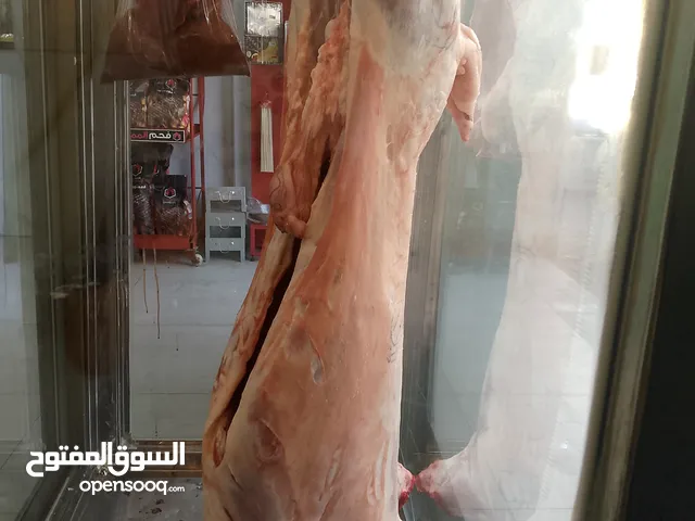 خروف للبيع