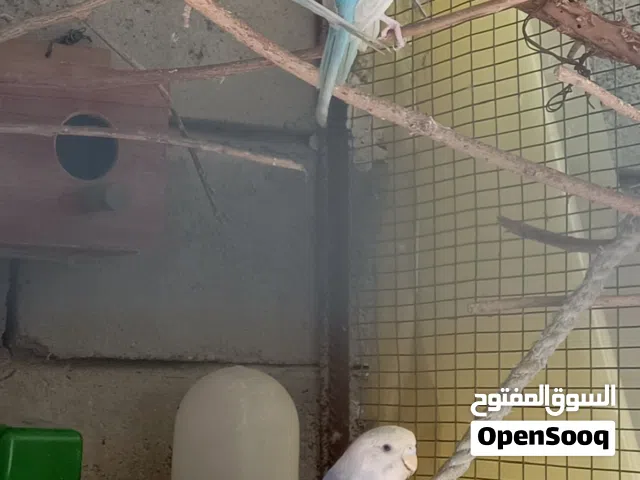 زوج رينو و تك فحل للبيع