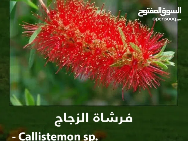 متوفر حاليًا أكثر من 30 نوع من البذور النادرة والمميزة! لكل عشّاق الزراعة، الجمال، والطبيعة