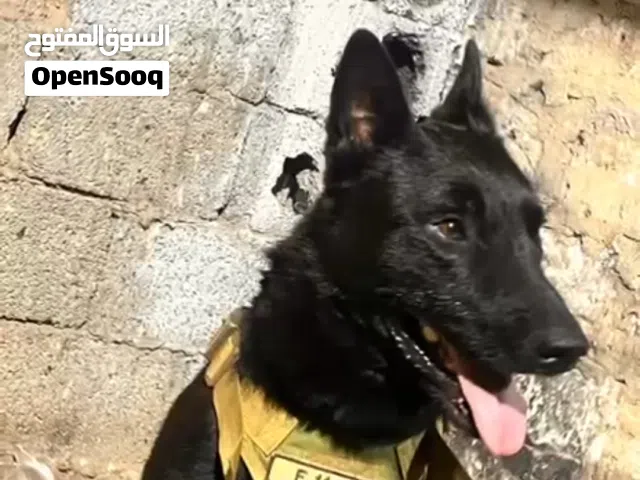 اقرأ الوصف