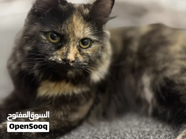 أنثى شيرازي للبيع