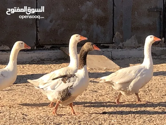 السلام عليكم وز للبيع