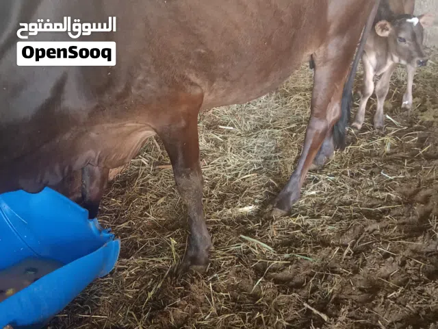 للبيع بقره ولد