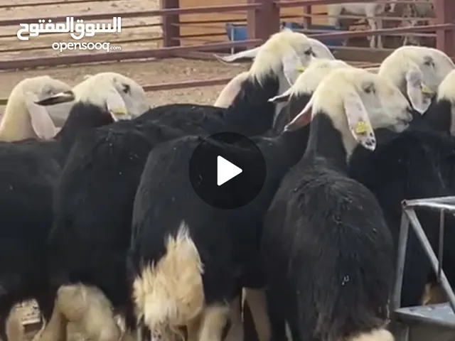 للبيع غنم نجدي ملقح في ابوظبي الختم