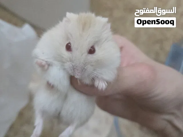 همستر روسي مع اغراضه للبيع hamster for sell