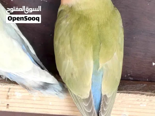 زوز طروف بركديلو واحد كبير و تاني انتاج