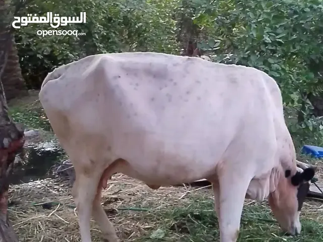 هايشة حامل وبچر للبيع وبسعر مناسب ومكفول من شروط الجني