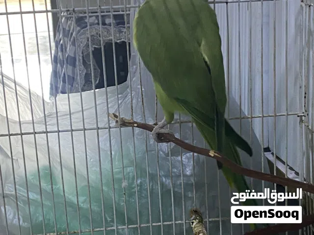 ببغاء درة هندية