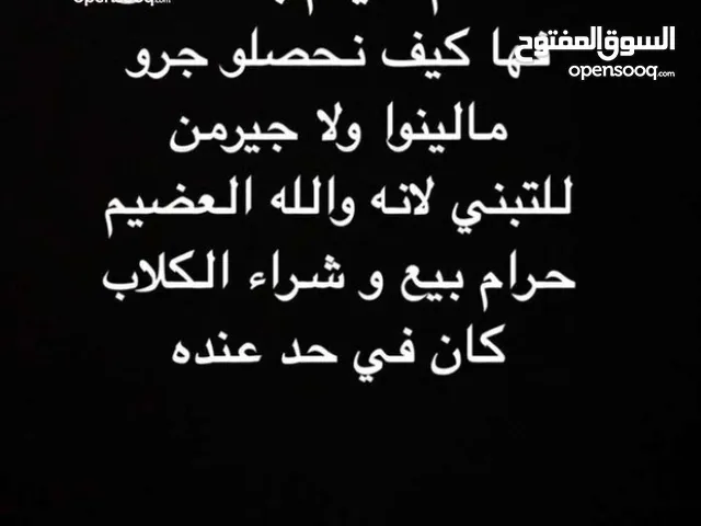 السلام عليكم بالله مطلوب حشاكم جرو للتبني ميلنوا او كستم آو هاسكي ع رحمة ولديكم لان حرام بيع و شراءه