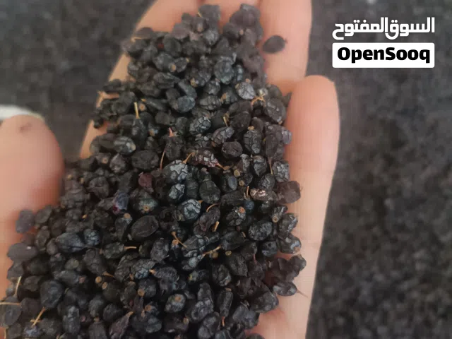 البرباريس الأسود