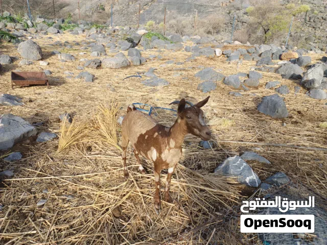 شاه من الحلال الصلالي عشار هادية وممتازه للتربية