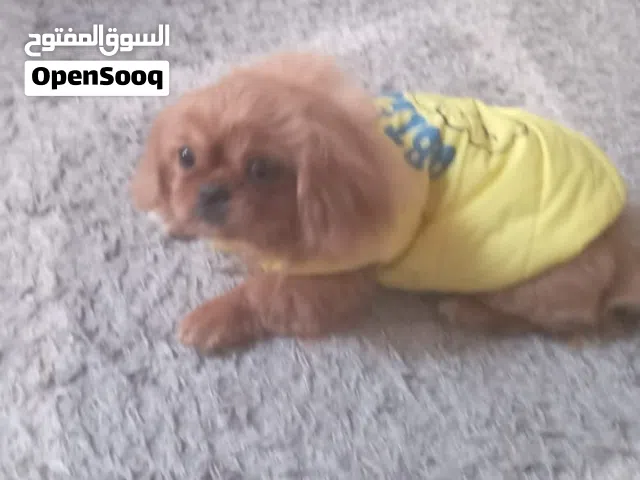 سلام عليكم  انتي بينكنواه عمر 6شهور تعلب جو مليح واخده تطعيماتها بصفه عامه ناشطه تلعب حافظه اسمها