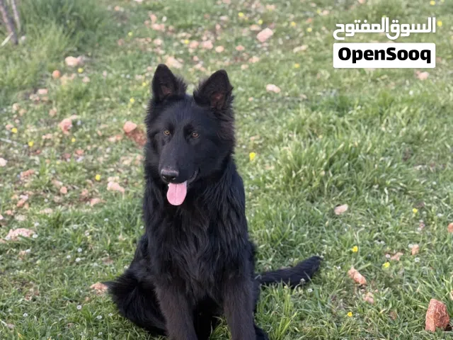 ذكر جيرمان شيبرد رويال بلاك