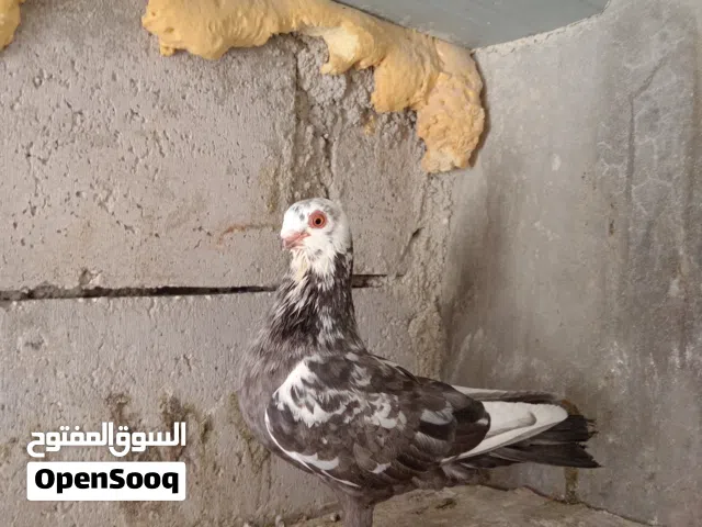 طيره ذبانيه شغاله