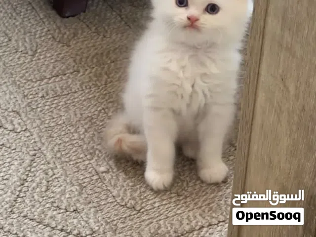 3 Kitten 2 and  half months Mix Persian and British looking for a new home.
